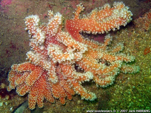 Alcyonium glomeratum - alcyon rouge Alcyonium glomeratum - alcyon rouge