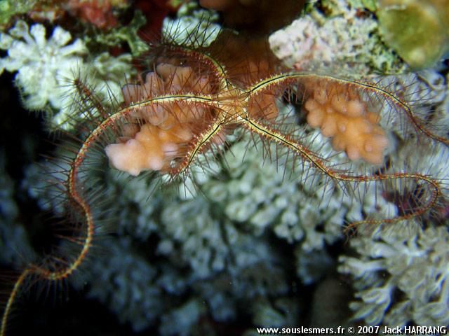 Ophiothrix savignyi - ophiure de Savigny Ophiothrix savignyi - ophiure de Savigny