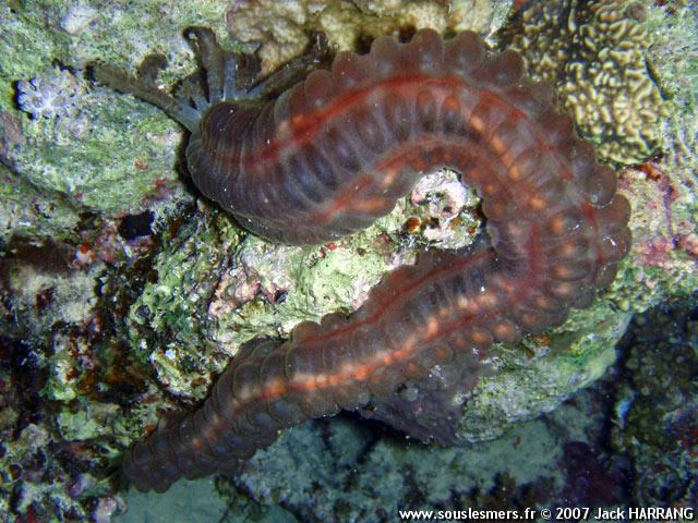 Polyplectana kefersteini - holothurie serpent brune Polyplectana kefersteini - holothurie serpent brune