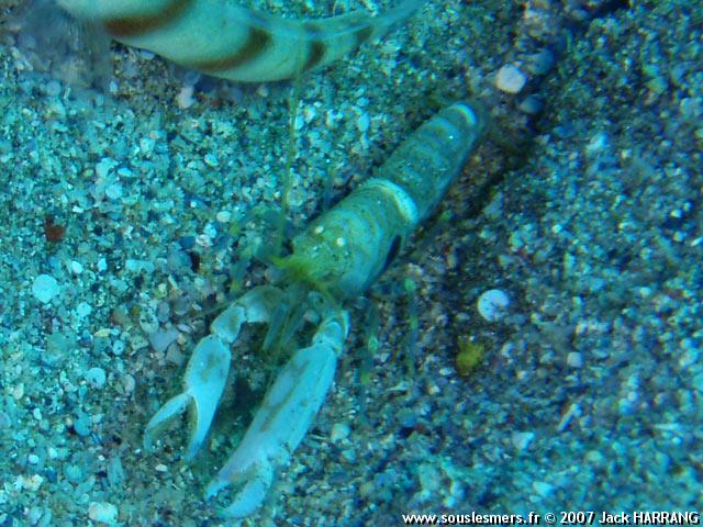 Alpheus djeddensis - crevette-pistolet de Djedda Alpheus djeddensis - crevette-pistolet de Djedda