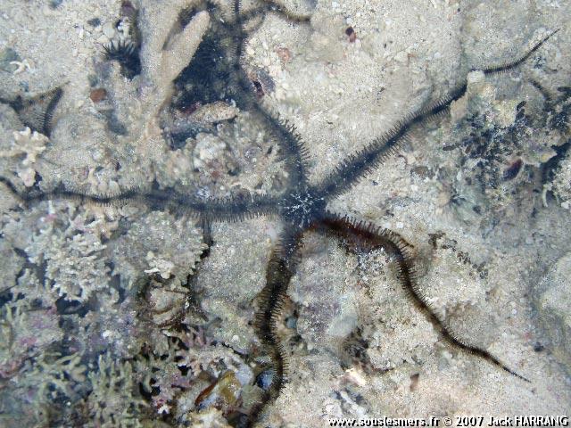 Ophiocoma scolopendrina - ophiure du platier Ophiocoma scolopendrina - ophiure du platier
