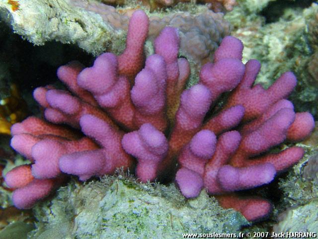 Stylophora pistillata - corail digitiforme Stylophora pistillata - corail digitiforme