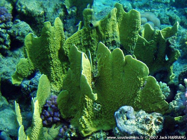 Millepora platyphylla - corail de feu, plaque en éventail Millepora platyphylla - corail de feu, plaque en éventail