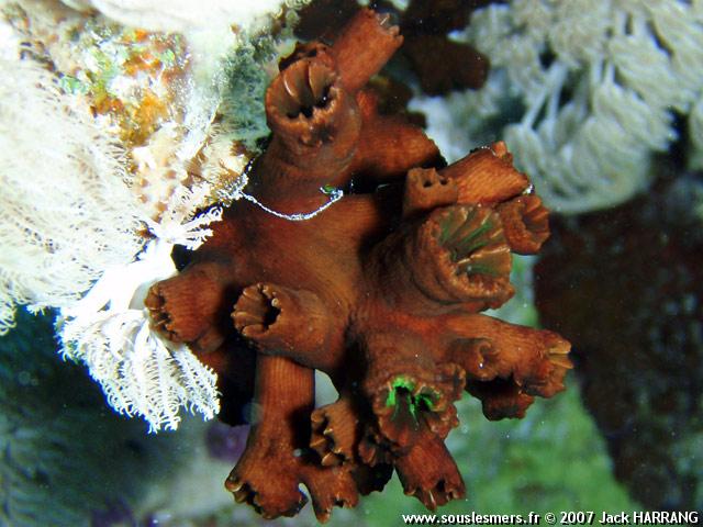 Tubastrea micrantha - tubastrée arborescente Tubastrea micrantha - tubastrée arborescente