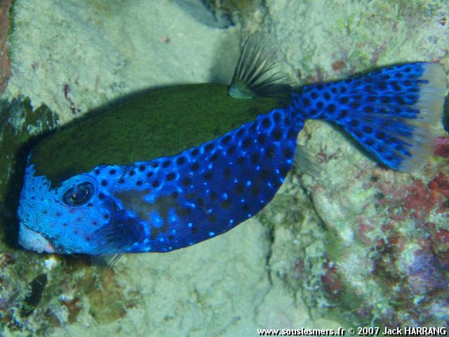 Ostracion cyanurus - poisson-coffre à points bleus Ostracion cyanurus - poisson-coffre à points bleus