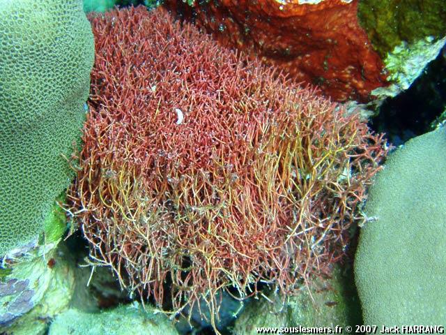 Amphiroa fragilissima - algue coralline fragile Amphiroa fragilissima - algue coralline fragile