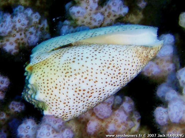 Conus arenatus (punctatus) - cône ponctué Conus arenatus (punctatus) - cône ponctué