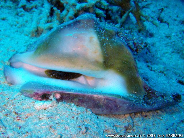 Strombus tricornis - strombe tricorne Strombus tricornis - strombe tricorne