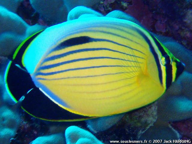 Chaetodon austriacus - poisson-papillon côtelé Chaetodon austriacus - poisson-papillon côtelé