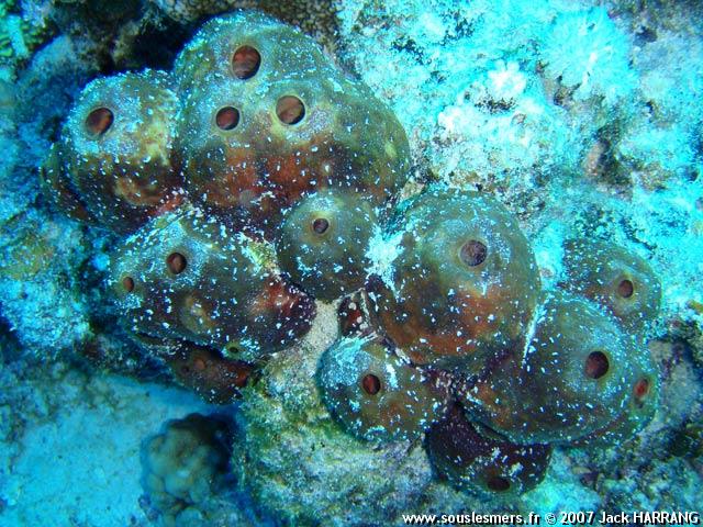 Aaptos sp. - éponge subérite liée Aaptos sp. - éponge subérite liée