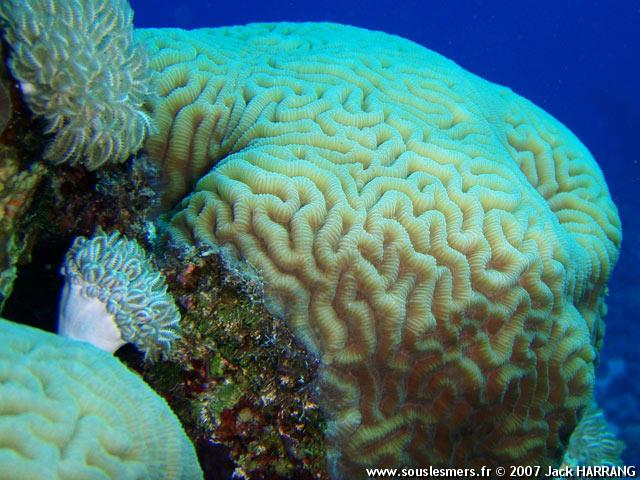 Platygyra daedalea - corail-cerveau dédale Platygyra daedalea - corail-cerveau dédale