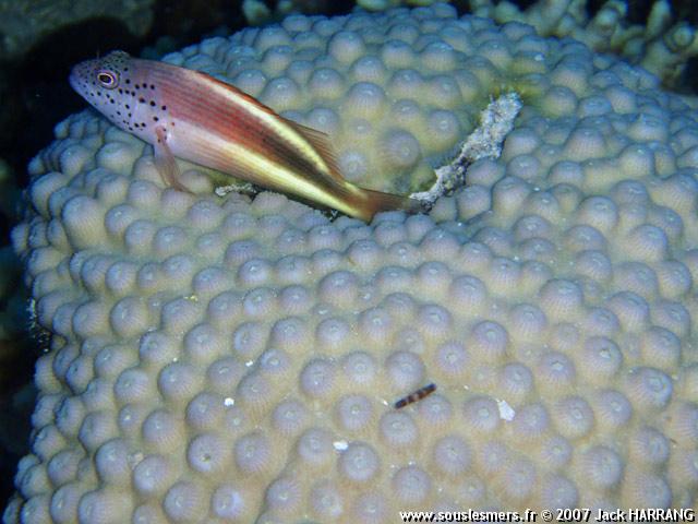 Astreopora myriophthalma - acropore astréopora Astreopora myriophthalma - acropore astréopora
