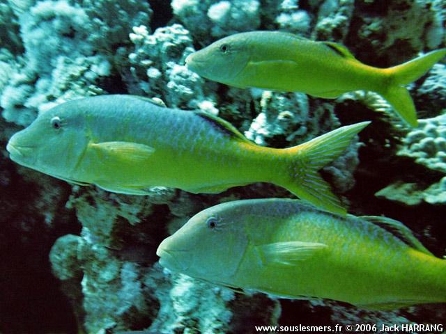 Parupeneus cyclostomus - rouget-barbé doré Parupeneus cyclostomus - rouget-barbé doré