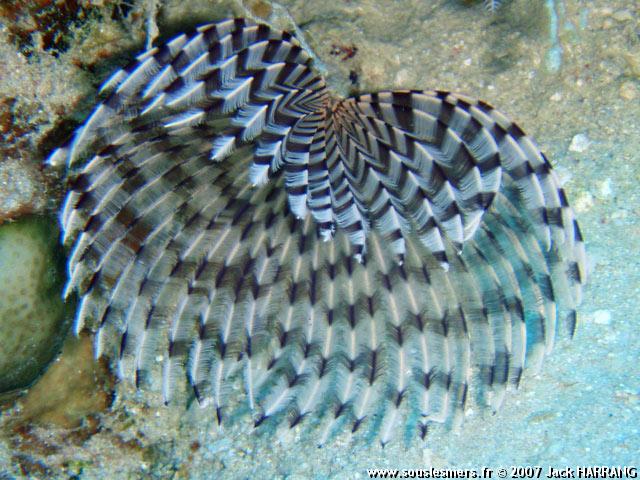 Sabellastarte sanctijosephi - ver tubicole à éventail Sabellastarte sanctijosephi - ver tubicole à éventail
