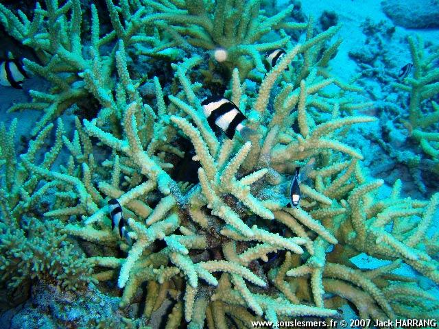 Acropora formosa - acropore bois de cerf Acropora formosa - acropore bois de cerf