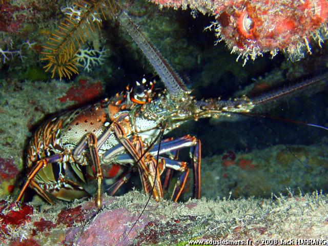 Panulirus argus - langouste des Caraïbes Panulirus argus - langouste des Caraïbes