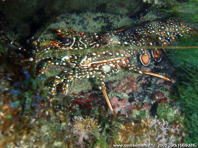 Panulirus guttatus - langouste brésilienne Panulirus guttatus - langouste brésilienne