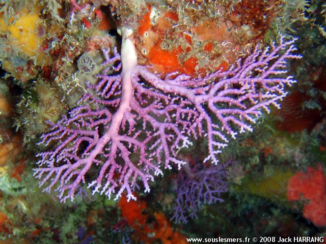Stylaster roseus - corail-dentelle rose Stylaster roseus - corail-dentelle rose