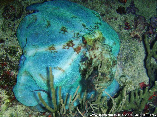 Octopus briareus - poulpe chatrou de nuit Octopus briareus - poulpe chatrou de nuit