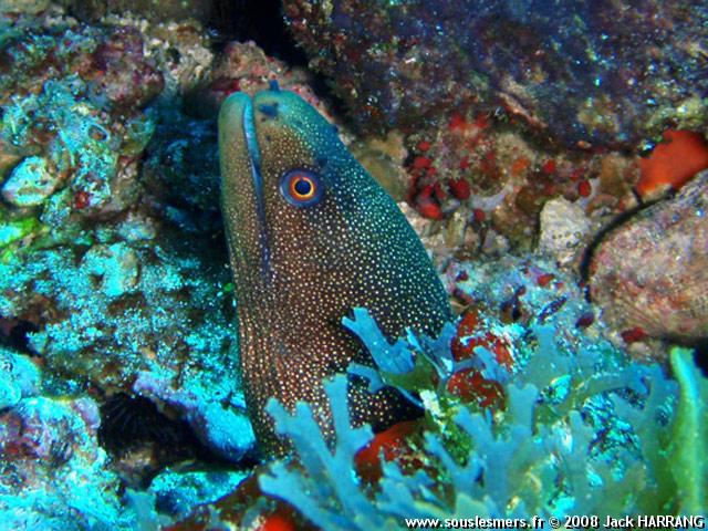 Gymnothorax miliaris - murène porcelaine Gymnothorax miliaris - murène porcelaine