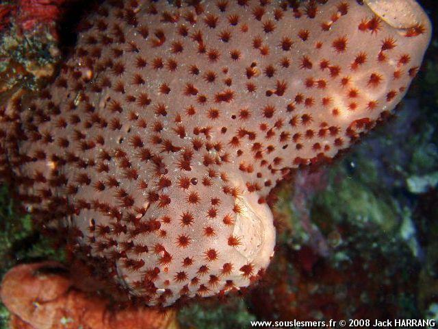 Parazoanthus puertoricense - zoanthaire marron des éponges Parazoanthus puertoricense - zoanthaire marron des éponges