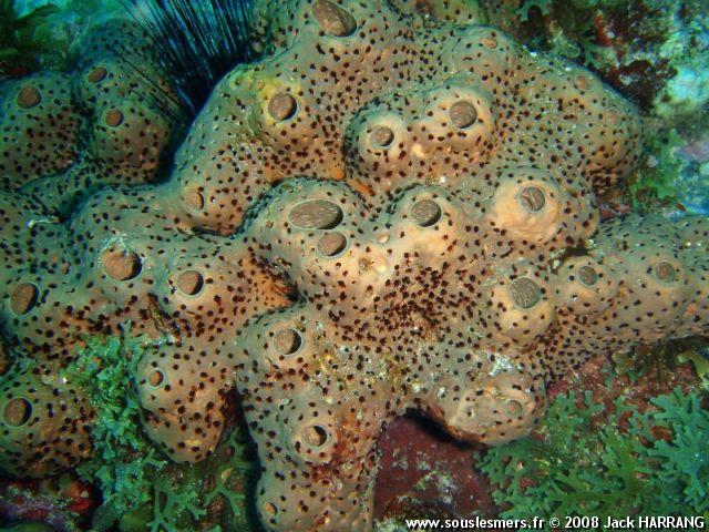 Agelas conifera - éponge tubulaire brune Agelas conifera - éponge tubulaire brune