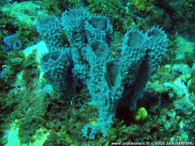 Callyspongia vaginalis - éponge-tube ramifiée grise Callyspongia vaginalis - éponge-tube ramifiée grise