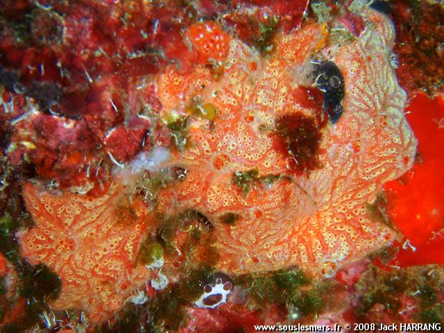 Clathria venosa - éponge encroûtante veinée orange Clathria venosa - éponge encroûtante veinée orange