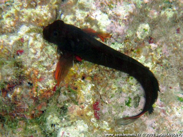 Ophioblennius atlanticus - blennie à lèvres rouges Ophioblennius atlanticus - blennie à lèvres rouges