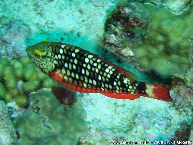 Sparisoma viride - perroquet feu Sparisoma viride - perroquet feu
