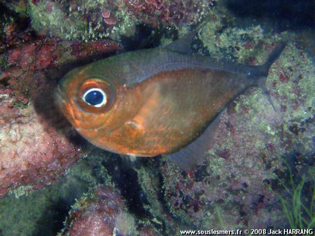 Pempheris schomburgki - hachette cuivrée Pempheris schomburgki - hachette cuivrée