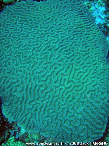 Colpophyllia natans - corail-cerveau géant Colpophyllia natans - corail-cerveau géant