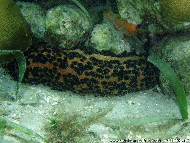 Isostichopus badionotus - holothurie verruqueuse Isostichopus badionotus - holothurie verruqueuse