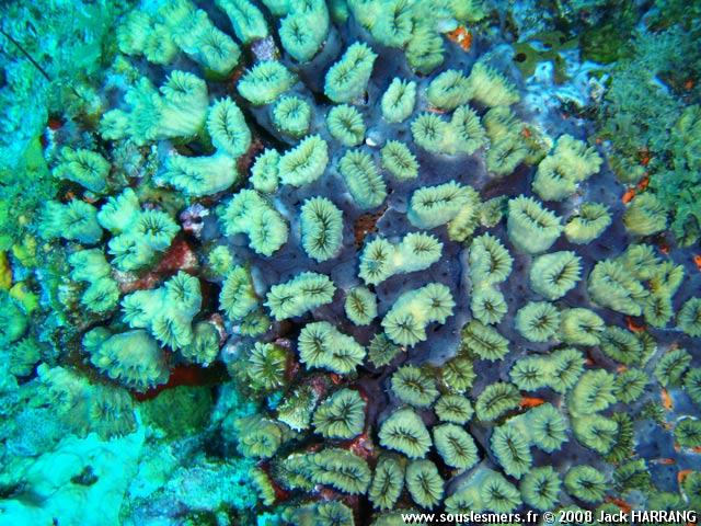 Eusmilia fastigiata - corail-fleur Eusmilia fastigiata - corail-fleur