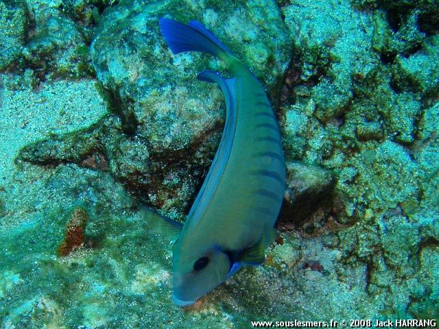 Acanthurus chirurgus - chirurgien rayé Acanthurus chirurgus - chirurgien rayé
