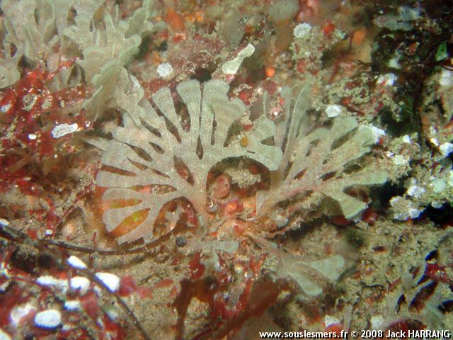 Chartella (flustra) papyracea - petite flustre Chartella (flustra) papyracea - petite flustre