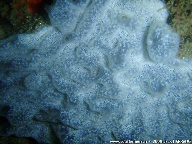 Diplosoma spongiforme - synascidie gélatineuse opaque Diplosoma spongiforme - synascidie gélatineuse opaque