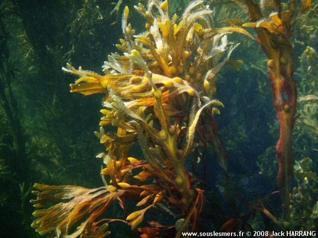 Fucus vesiculosus - varech vésiculeux Fucus vesiculosus - varech vésiculeux