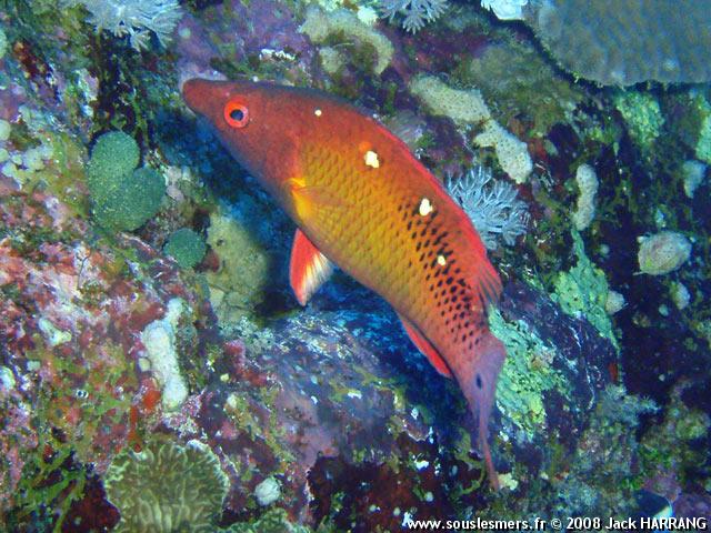 Bodianus diana - labre de Diane Bodianus diana - labre de Diane
