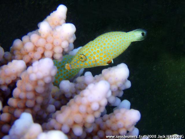 Oxymonacanthus halli - bourse arlequin Oxymonacanthus halli - bourse arlequin