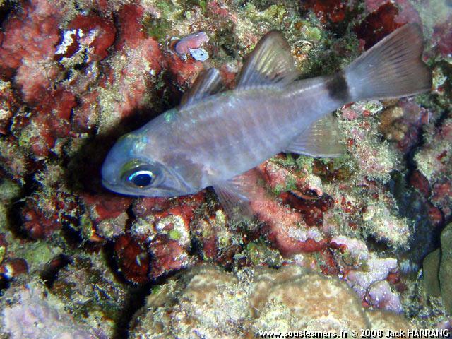 Nectamia annularis - apogon annelé Nectamia annularis - apogon annelé
