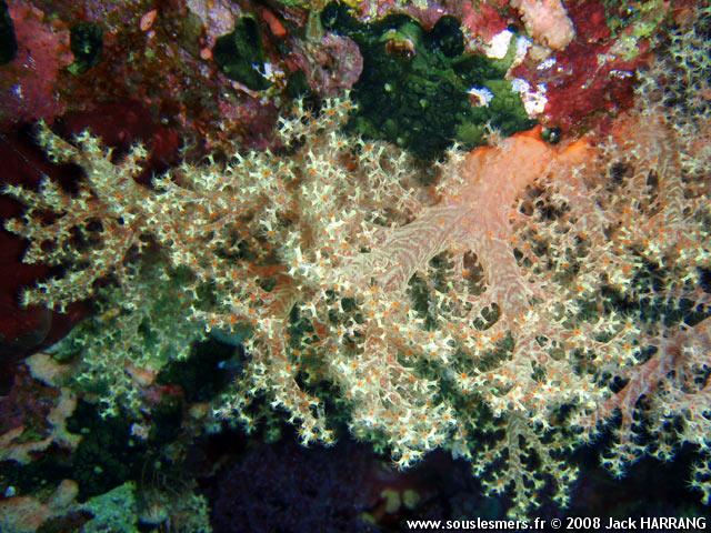 Scleronephthya sp. - alcyonaire lisse Scleronephthya sp. - alcyonaire lisse