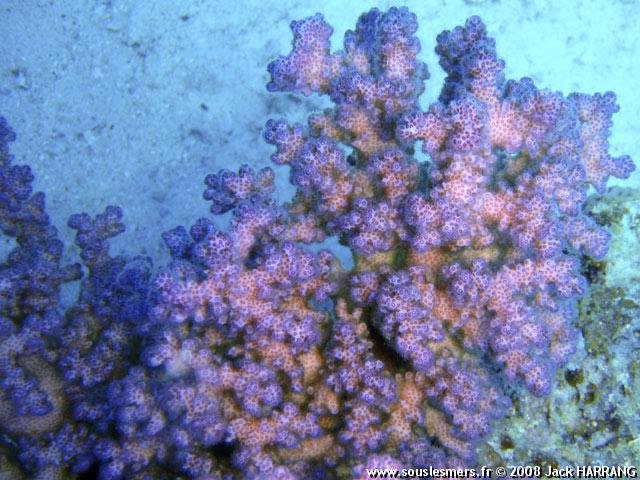 Pocillopora damicornis - corail à verrues Pocillopora damicornis - corail à verrues