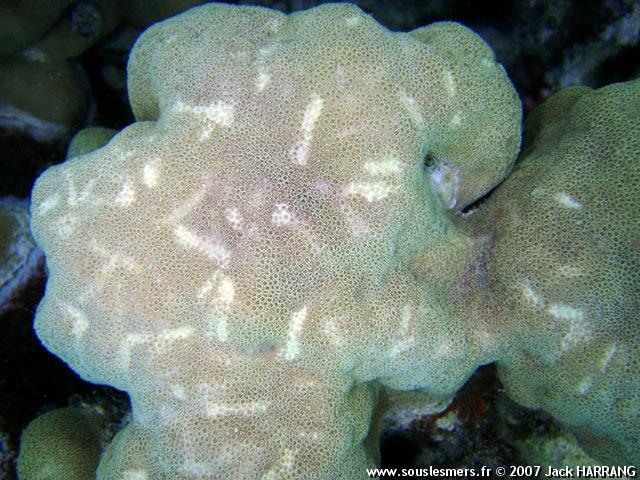 Porites solida - corail poreux massif Porites solida - corail poreux massif