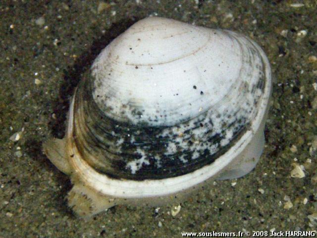 Rudipates decussatus - palourde européenne Rudipates decussatus - palourde européenne