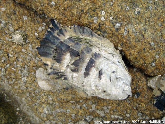 Crassostrea gigas - Huître creuse du Pacifique Crassostrea gigas - Huître creuse du Pacifique