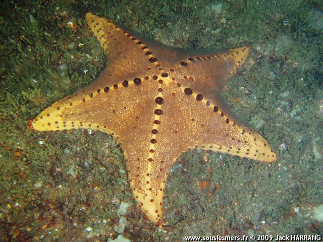 Oreaster clavatus - étoile de mer à boutons Oreaster clavatus - étoile de mer à boutons