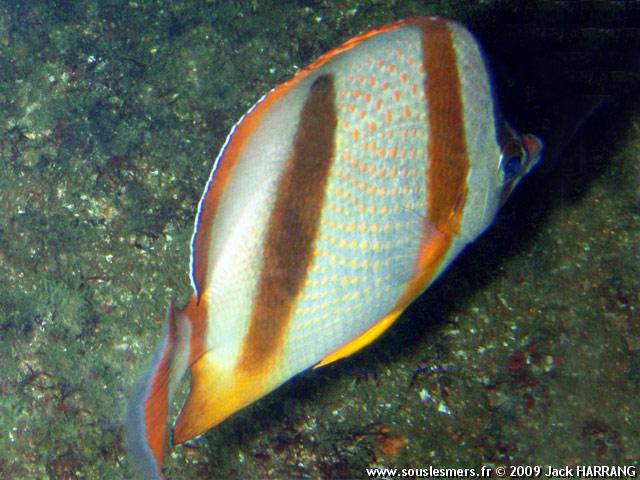 Chaetodon hoefleri - poisson-papillon de Hoefler Chaetodon hoefleri - poisson-papillon de Hoefler