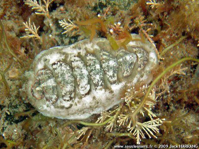 Acanthochitona crinitus - petit chiton épineux Acanthochitona crinitus - petit chiton épineux