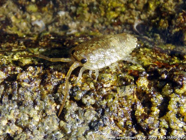 Ligia oceanica - lygie des rivages Ligia oceanica - lygie des rivages